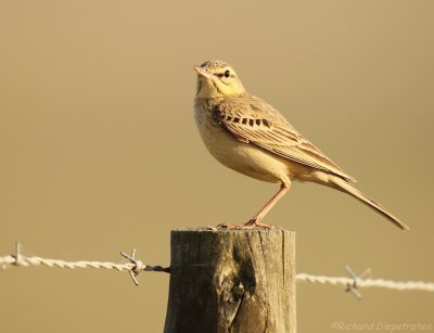 Duinpieper - Anthus campestris - Tawny Pipet