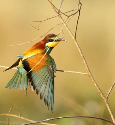 Bijeneter - Merops apiaster - Bee-eater