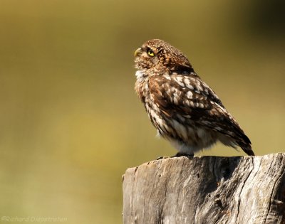 Steenuil    -    Little Owl