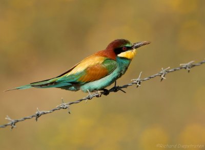 Bijeneter - Merops apiaster - Bee-eater