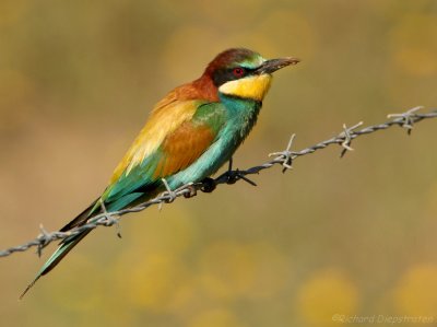 Bijeneter - Merops apiaster - Bee-eater