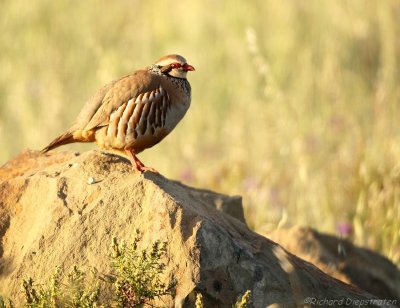 Rode Patrijs - Alectoris rufa - Red-legged Partridge