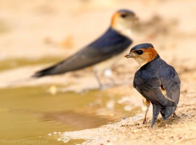Roodstuitzwaluw    -    Red-rumped Swallow