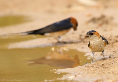 Roodstuitzwaluw - Hirundo daurica - Red-rumped Swallow