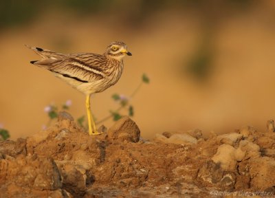 Griel - Burhinus oedicnemus - Stone Curlew