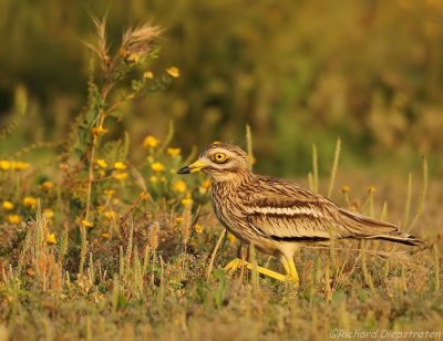 Griel - Burhinus oedicnemus - Stone Curlew