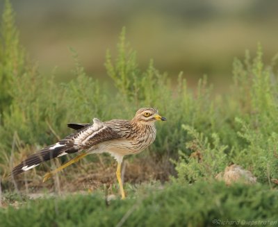 Griel - Burhinus oedicnemus - Stone Curlew