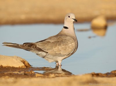 Turkse Tortel - Streptopelia decaocto Collared - Turtle Dove