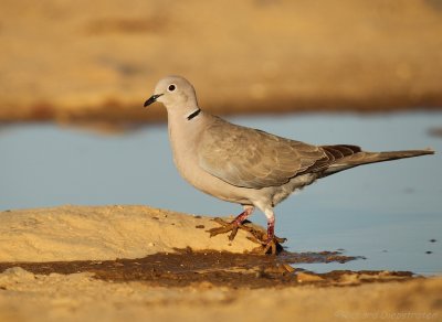 Turkse Tortel - Collared Turtle Dove