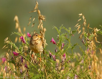 Grauwe Gors - Emberiza calandra - Corn Bunting