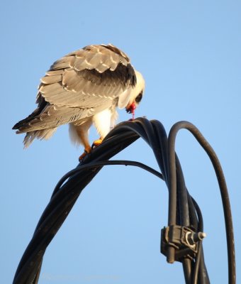 Grijze Wouw    -    Black-shouldered Kite