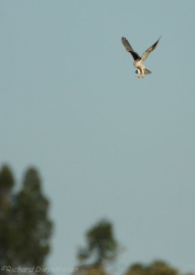 Grijze Wouw - Elanus caeruleus - Black-shouldered Kite