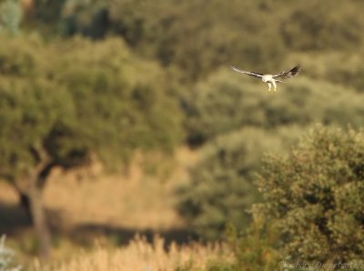 Grijze Wouw - Elanus caeruleus - Black-shouldered Kite