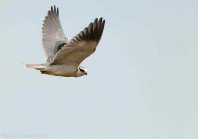 Grijze Wouw - Elanus caeruleus - Black-shouldered Kite