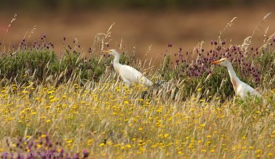 Koereiger - Ardeola ibis - Cattle Egret