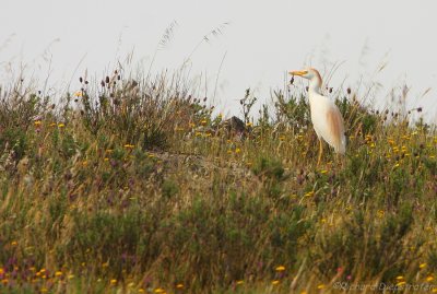 Koereiger - Ardeola ibis - Cattle Egret