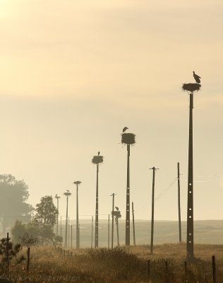 Ooievaar - White Stork