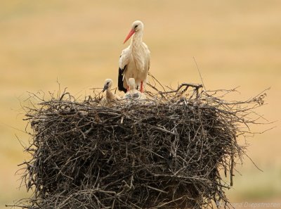 Ooievaar - Ciconia ciconia - White Stork