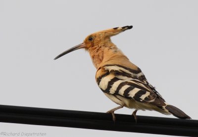 Hop - Upupa epops - Hoopoe