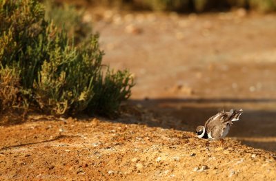 Bontbekplevier - Charadrius hiaticula - Ringed Plover