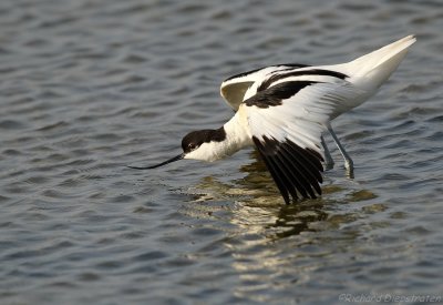 Kluut - Recurvirostra avosetta - Avocet
