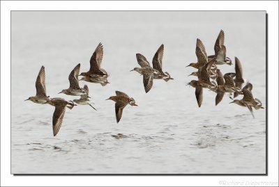 Kemphaan - Philomachus pugnax - Ruff