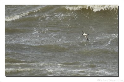 Noordse Pijlstormvogel    -    Manx Shearwater