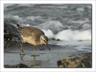 Kanoet - Calidris canutus - Knot