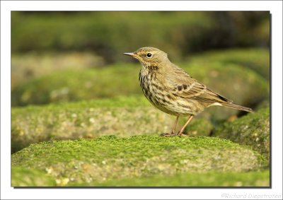 Oeverpieper - Anthus petrosus - Rock Pipet