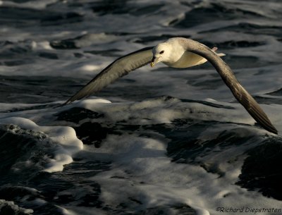 Noordse Stormvogel    -    Fulmar