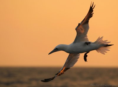 Jan van Gent - Sula bassana - Northern Gannet