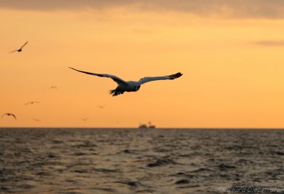 Jan van Gent - Sula bassana - Northern Gannet