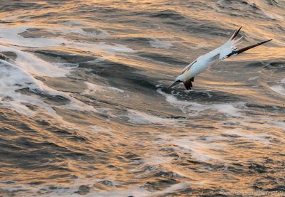 Jan van Gent - Sula bassana - Northern Gannet