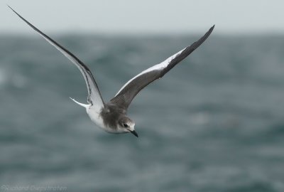 Vorkstaartmeeuw - Larus sabini - Sabine's Gull