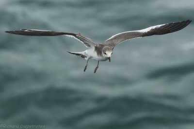 Vorkstaartmeeuw    -    Sabine's Gull