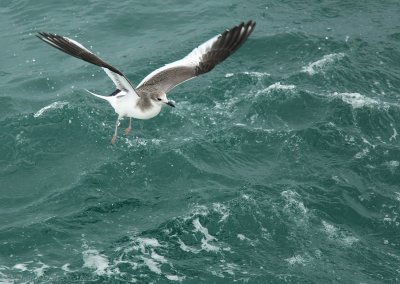 Vorkstaartmeeuw - Larus sabini - Sabine's Gull