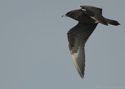 Kleine Jager - Stercorarius parasiticus - Arctic Skua