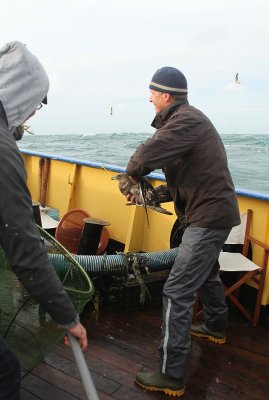 How to catch a Pomarine Skua