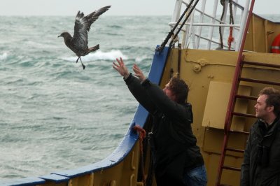 Catched, tagged and released