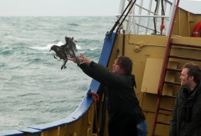 Catched, tagged and released