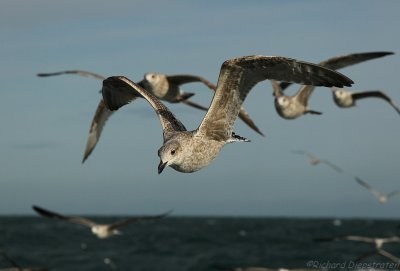 Grote Mantelmeeuw - Larus marinus - Great Black-backed Gull