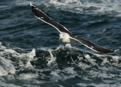 Grote Mantelmeeuw - Larus marinus - Great Black-backed Gull