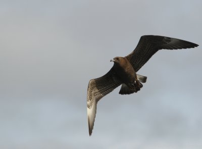 Middelste Jager    -    Pomarine Skua