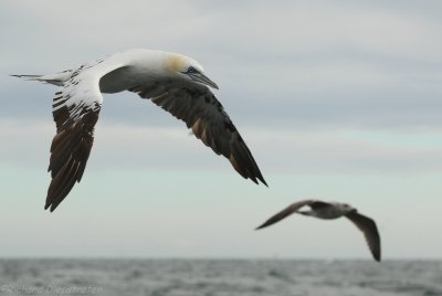 Jan van Gent - Sula bassana - Northern Gannet