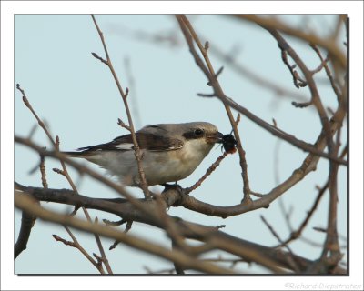 Kleine Klapekster - Lanius minor - Lesser Grey Shrike