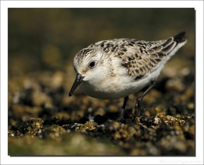 Drieteenstrandloper - Calidris alba - Sanderling