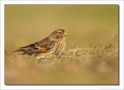 Frater    -    Twite