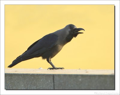 Huiskraai - Corvus splendens - House Crow