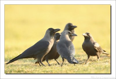 Huiskraai - Corvus splendens - House Crow