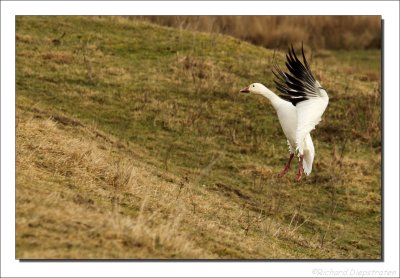 Sneeuwgans - Anser caerulescens - Snow Goose